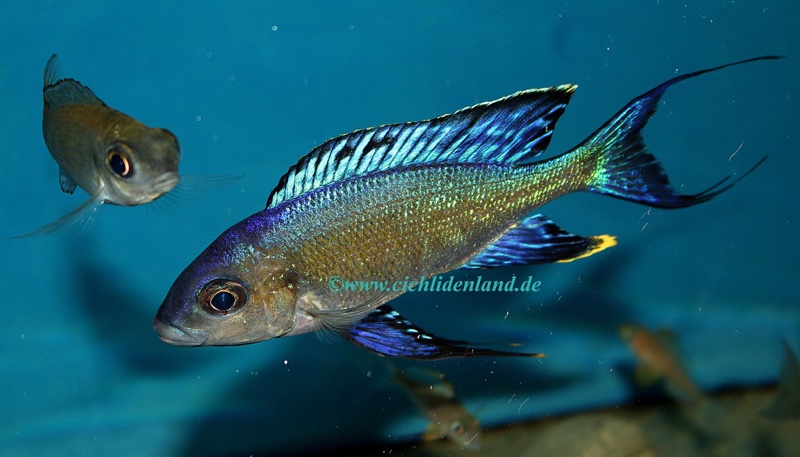 Cyathopharynx sp. 'furcifer north' Gitaza